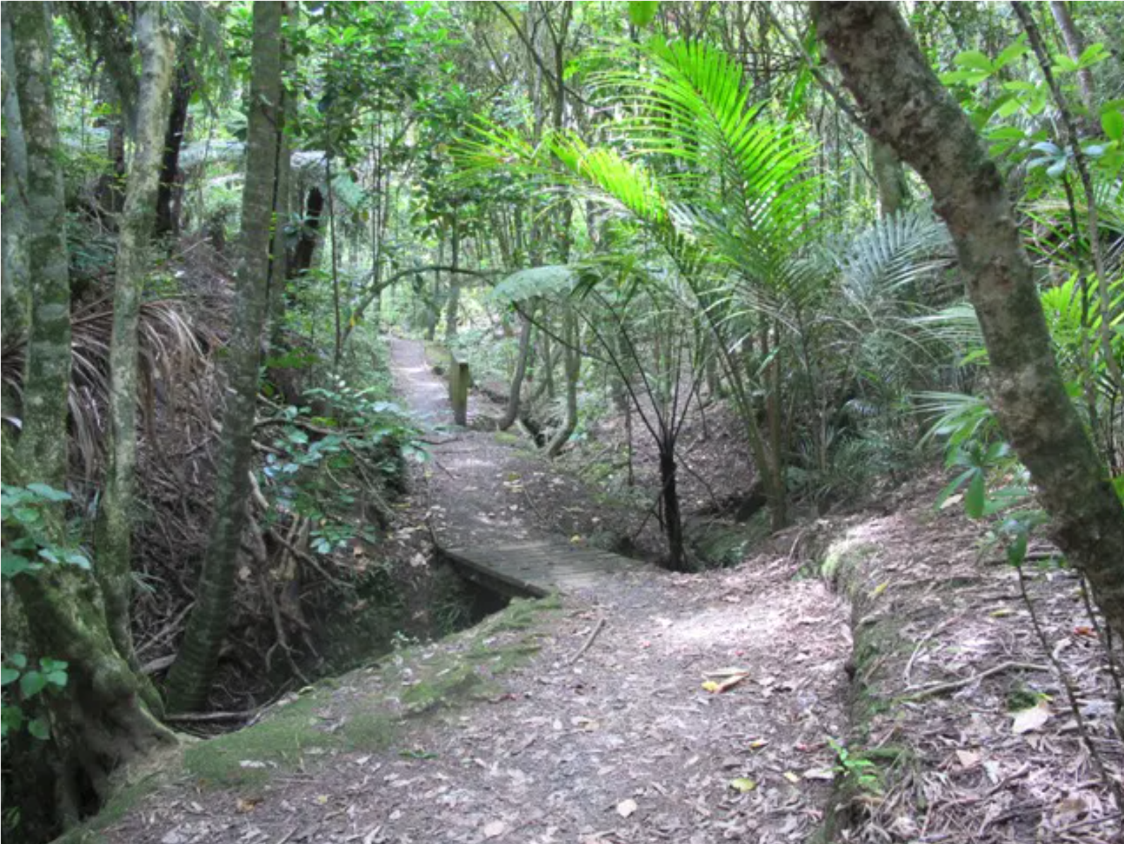 Dingle Dell Reserve Management